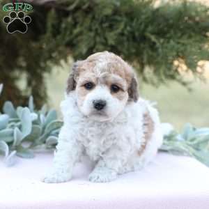 Jade, Bich-Poo Puppy